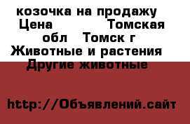 козочка на продажу › Цена ­ 6 000 - Томская обл., Томск г. Животные и растения » Другие животные   